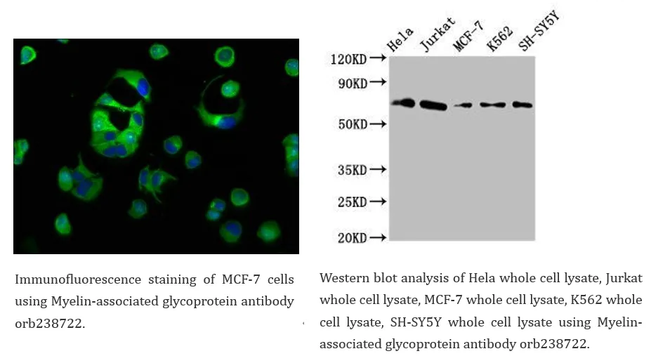 Neuroscience Cell Marker 13