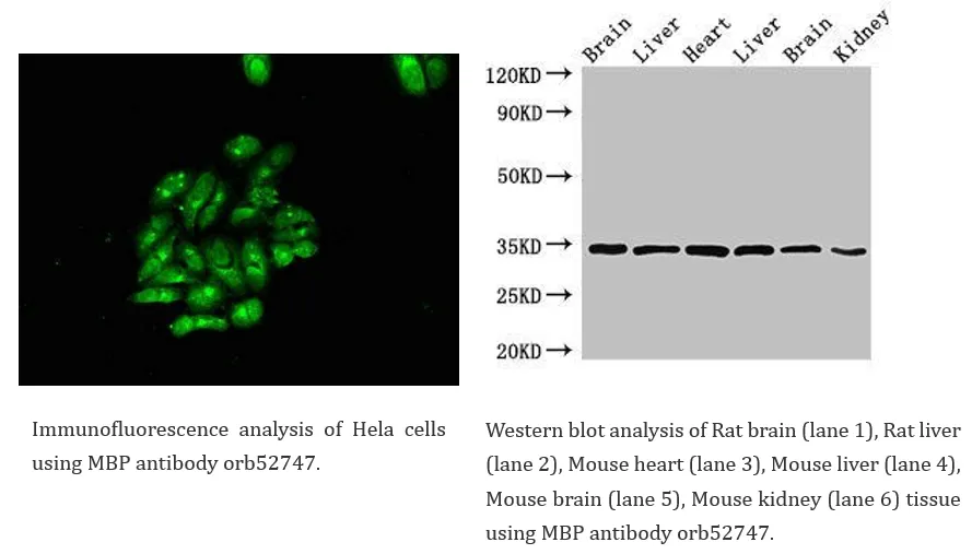 Neuroscience Cell Marker 9