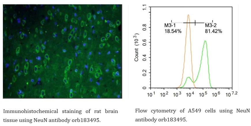 Neuroscience Cell Marker 3