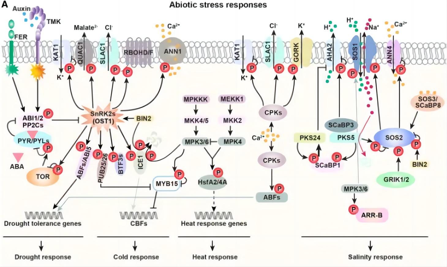 Protein Phosphorylation 3