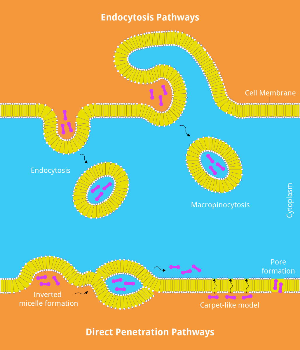 Cell Penetrating Peptides