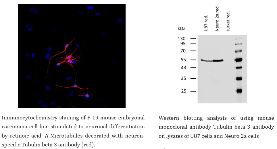 Neuroscience Cell Marker 2