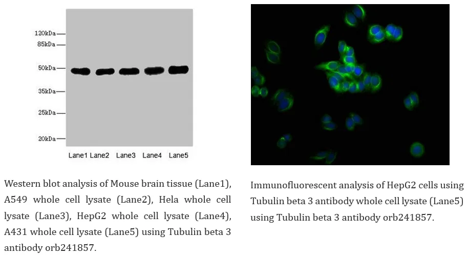 Neuroscience Cell Marker 1