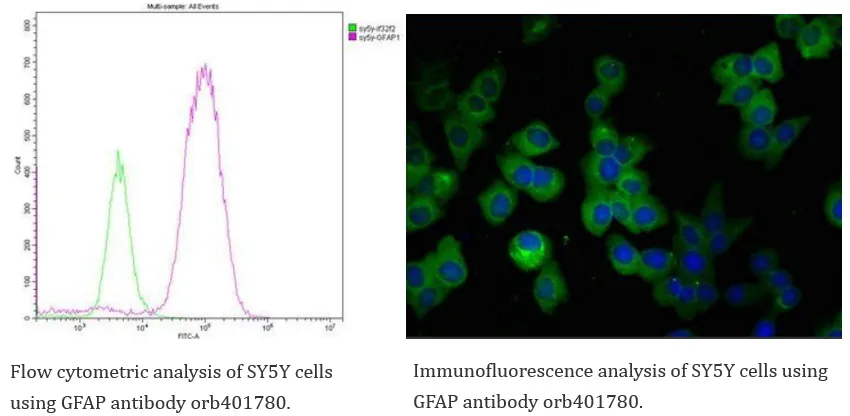 Neuroscience Cell Marker 4