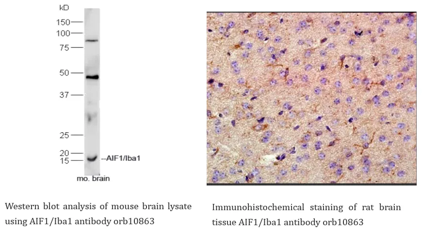 Neuroscience Cell Marker 8