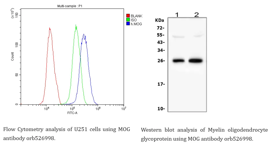 Neuroscience Cell Marker 14
