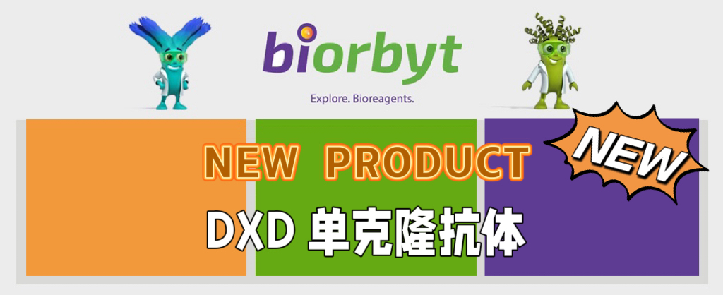 ADC药代动力学分析与DXD单克隆抗体