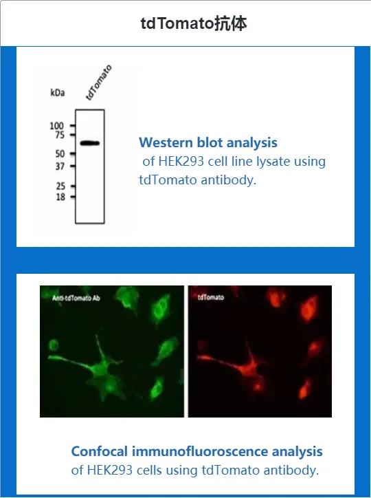 Biorbyt明星产品【tdTomato抗体】:再添2篇nature文献4