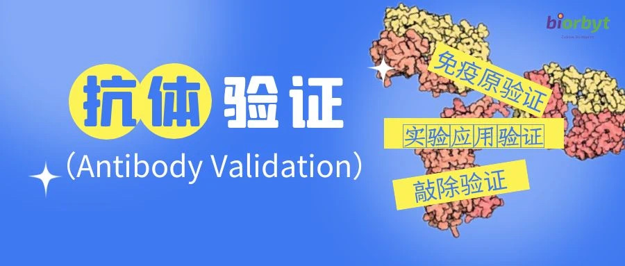 Biorbyt抗体验证