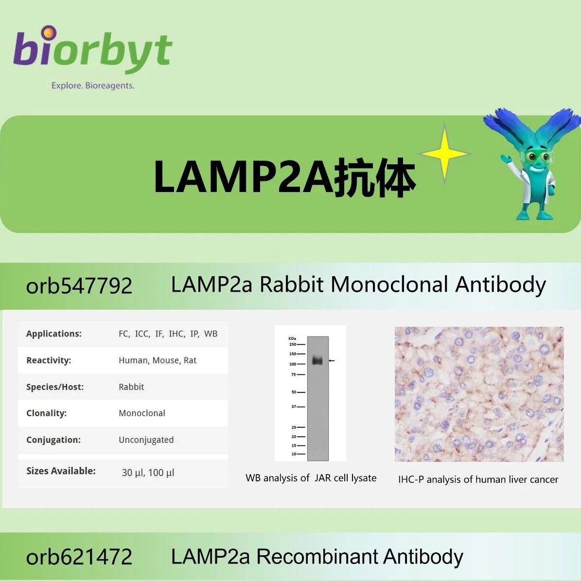 LAMP2A：伴侣介导自噬（CMA）的核心调控因子