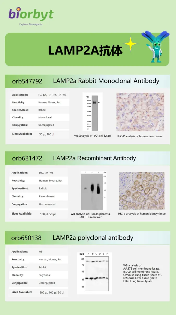 LAMP2A:伴侣介导自噬(CMA)的核心调控因子2