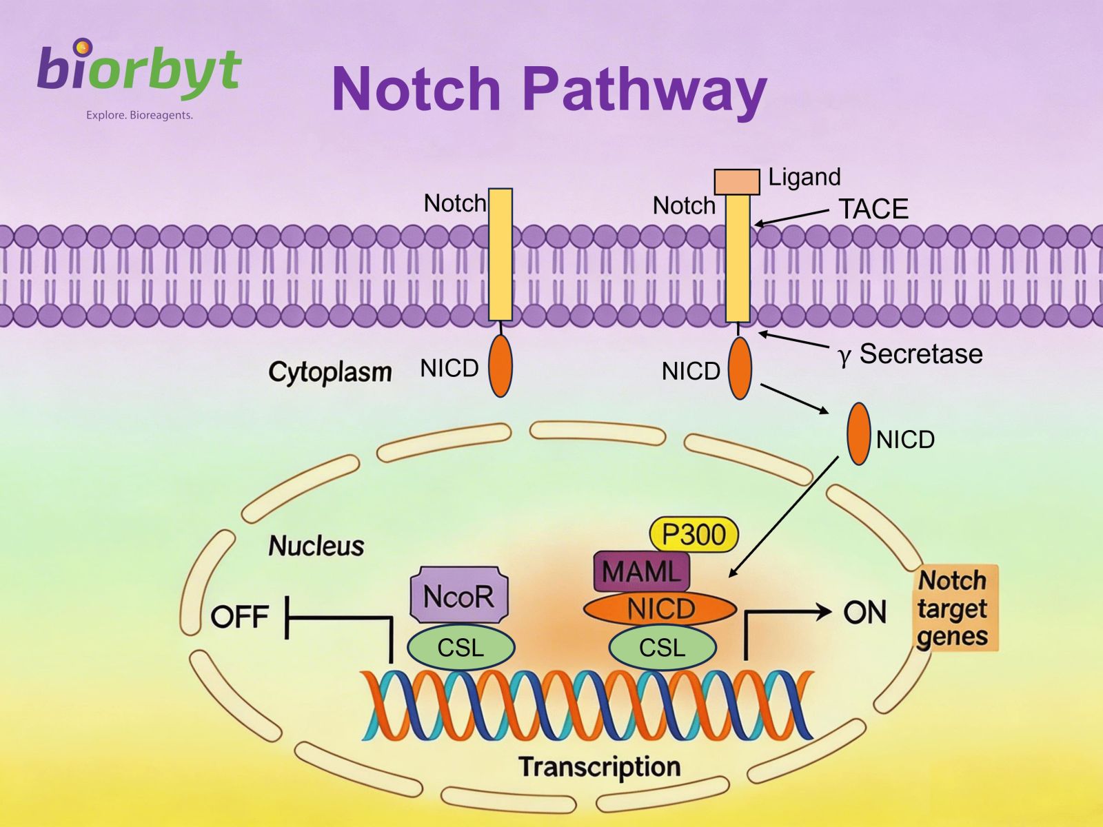 Notch Signaling Pathway Image