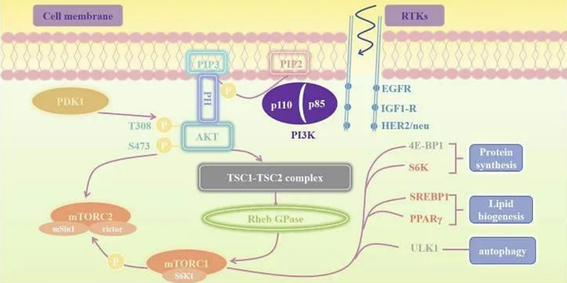 PI3K AKT mTOR信号通路关键步骤