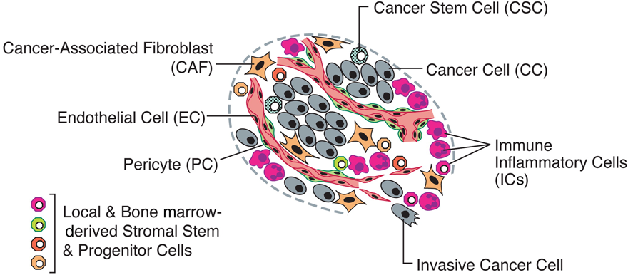 Assemblage of distinct cell types