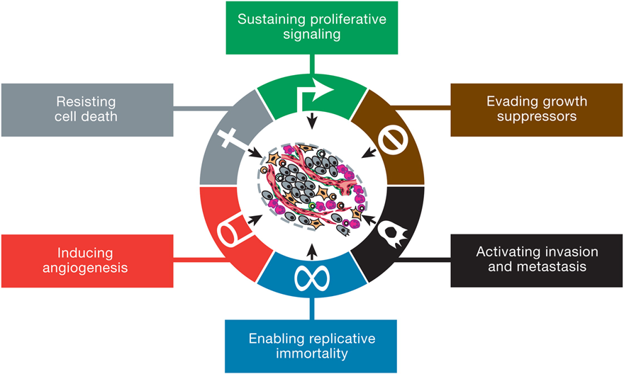 The Hallmarks of Cancer