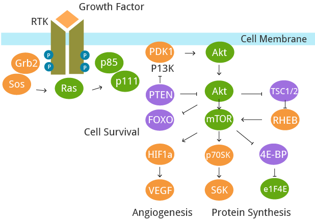 The deregulation of signaling pathways