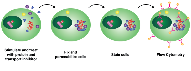 Intracellular cytokine detection with flow cytometry diagram