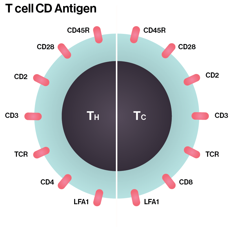 T Cell Antigens Diagram