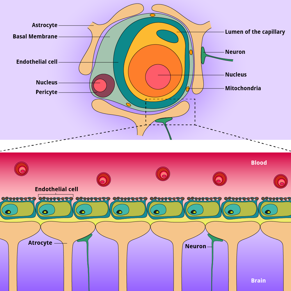 CPPs in Neuroscience Diagram