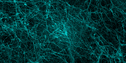 Cell Markers in Neuroscience