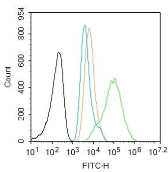 Vimentin antibody
