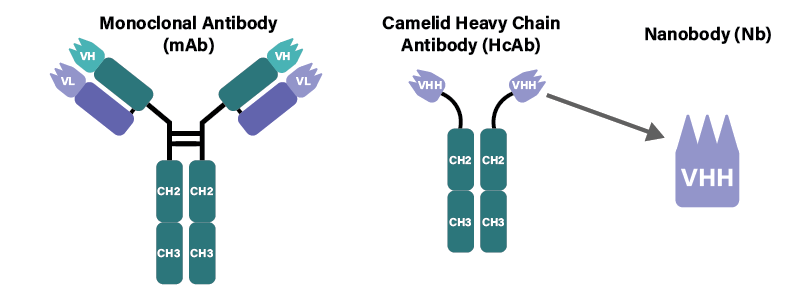 Conventional antibody vs heavy chain antibody vs nanobody