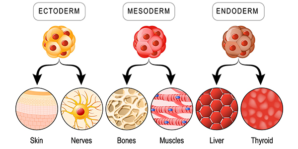 Stem Cells