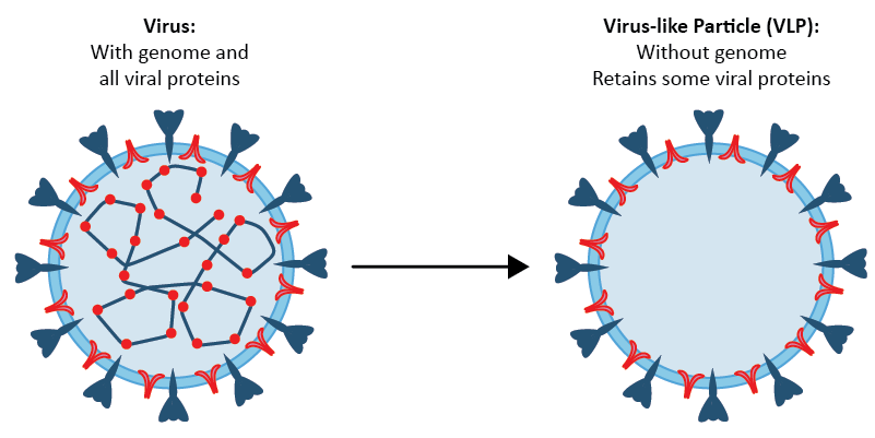 VLPs Diagram