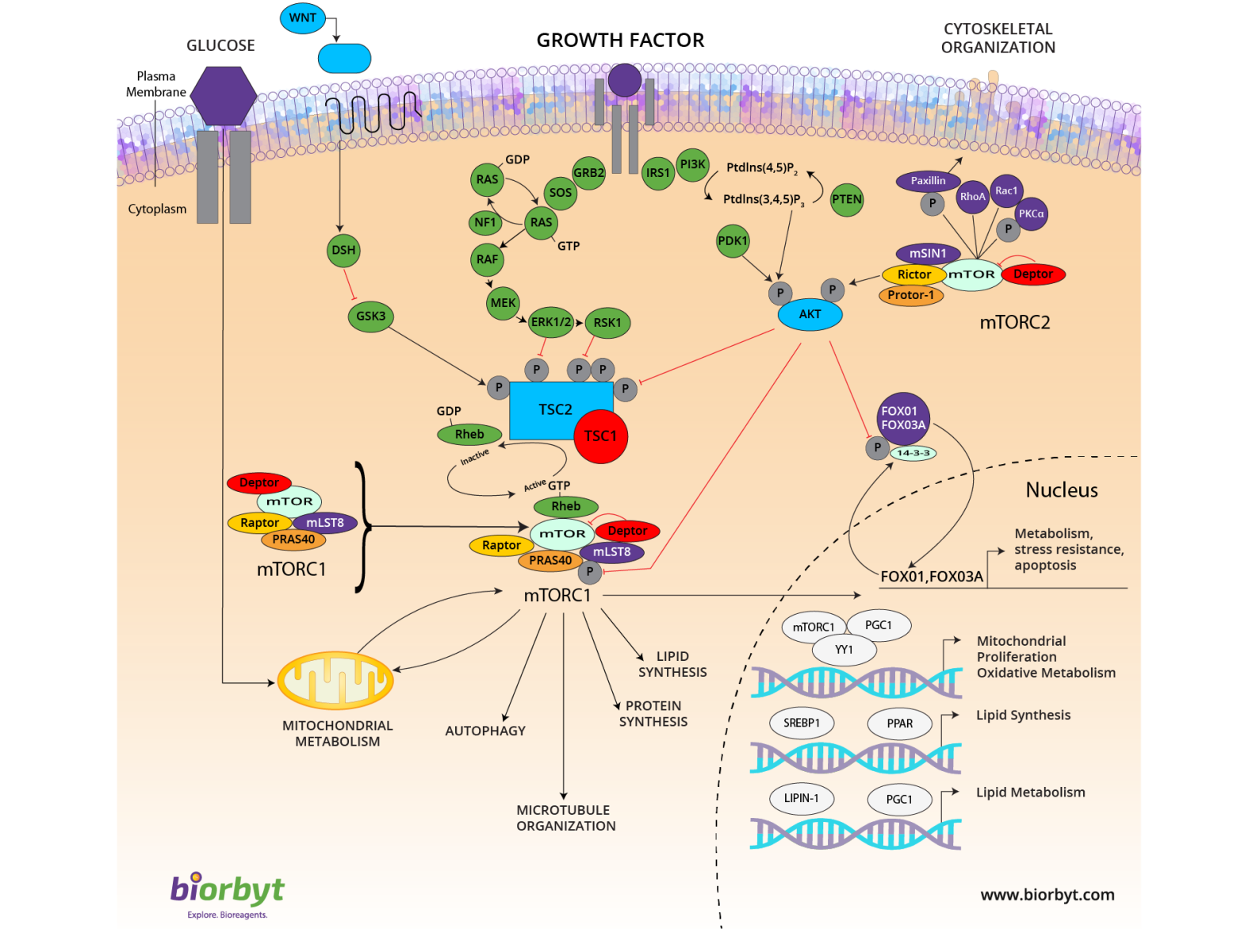 mTOR Signaling Pathway