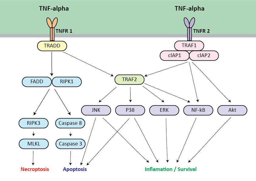 TNFa Pathway