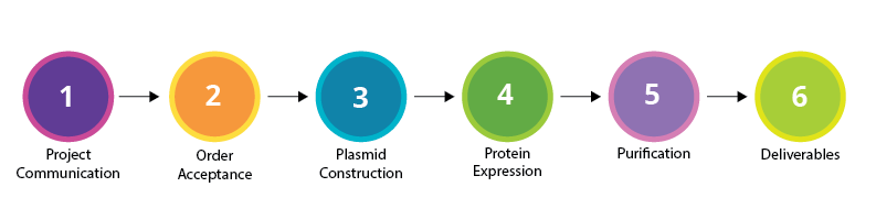 recombinant protein expression order process
