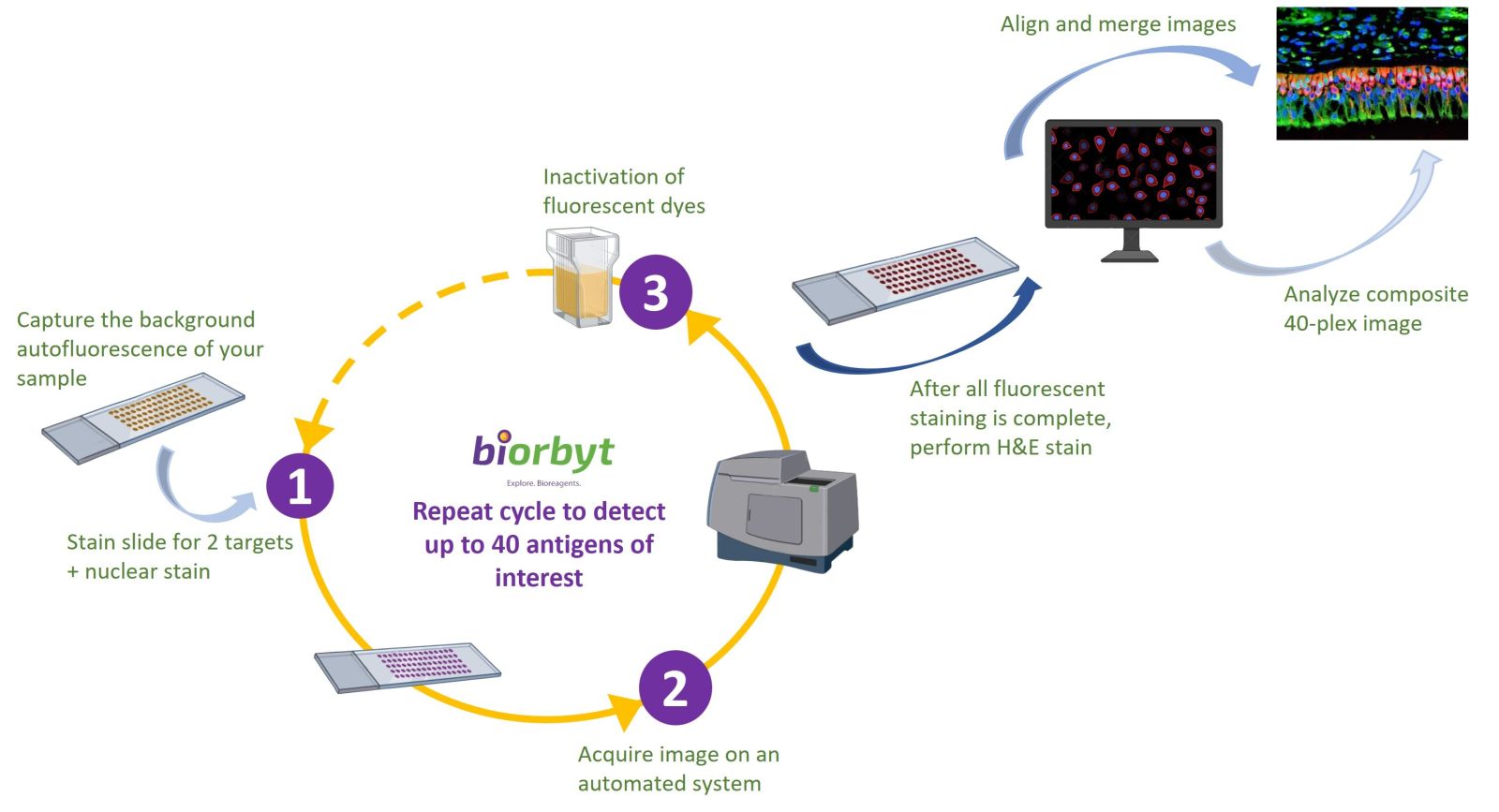 Cyclic IF Workflow
