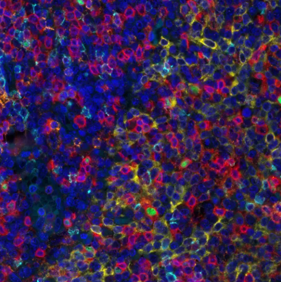 T Cell Maturation PathPlex Panel