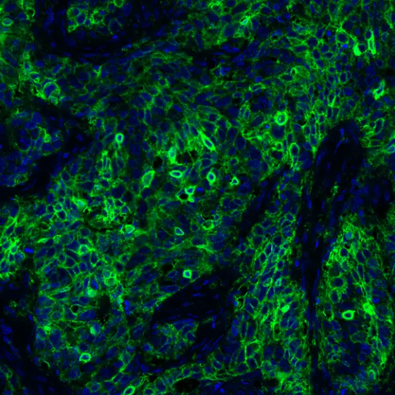 Rabbit anti-PD-L1 Antibody