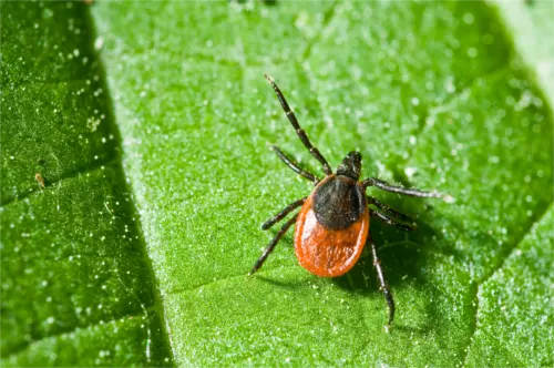 deer tick