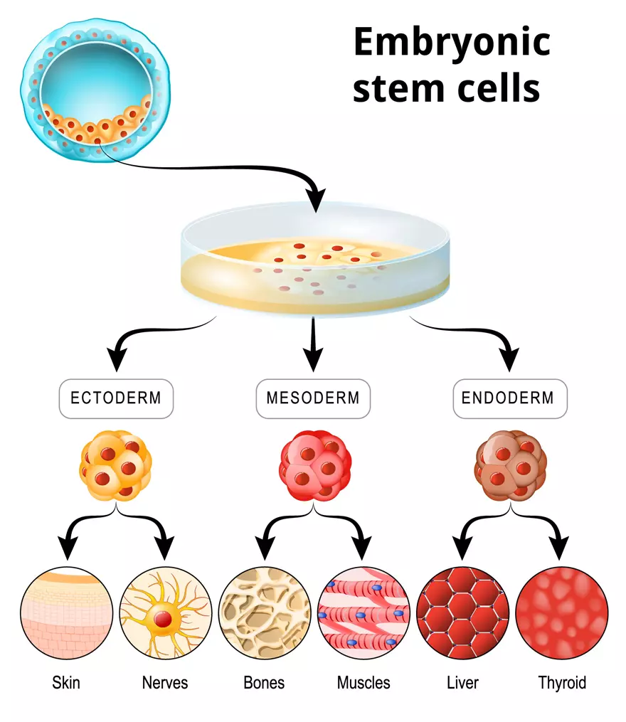 Human Embryonic Stem Cell Differentiation