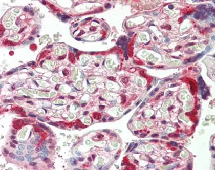HSP90AB1 antibody