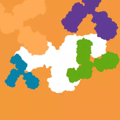 Modified Antibodies