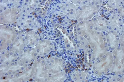 Nestin antibody