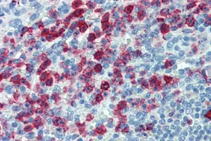 PSGL-1 antibody