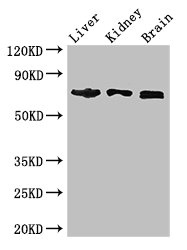 TCF4 Antibody