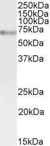 c-Myb (aa281-294) Antibody