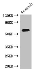 IL4I1 Antibody