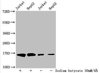 2-hydroxyisobutyryl-HIST1H3A (K122) Antibody