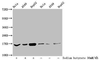 2-hydroxyisobutyryl-HIST1H3A (K27) Antibody