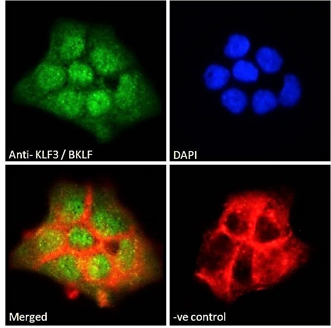 KLF3/BKLF Antibody