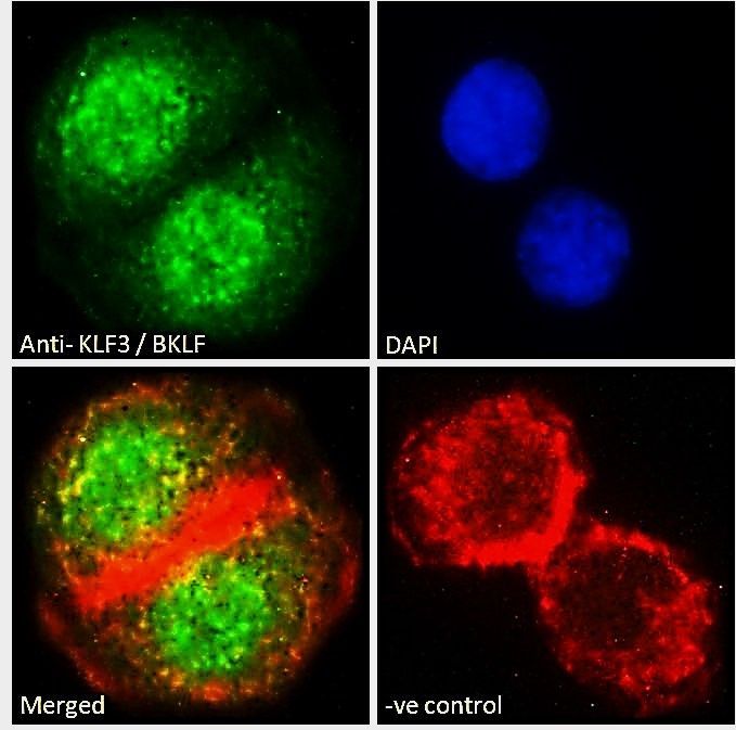 KLF3/BKLF Antibody