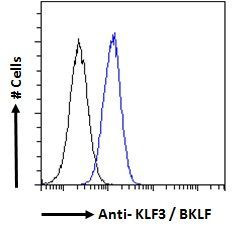 KLF3/BKLF Antibody