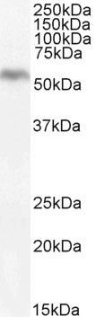 DGAT1 Antibody