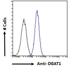 DGAT1 Antibody
